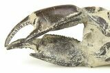 Fossil Mud Lobster (Thalassina) - Indonesia #282161-1